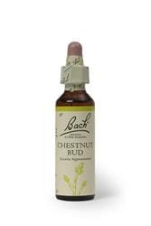 Chestnut Bud 20ml